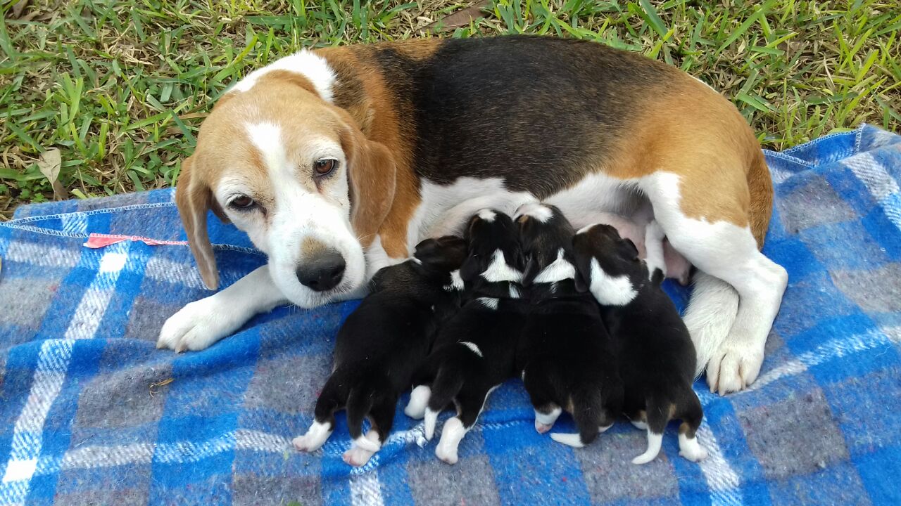 Beagles
