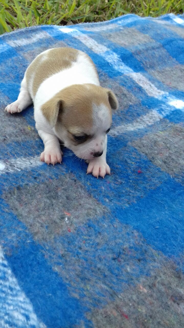 Chihuahueña hembra