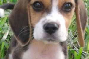 venta de cachorro