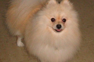 Peluche