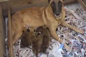 venta de cachorro
