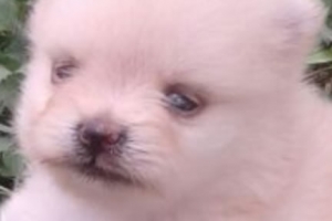 venta de cachorro