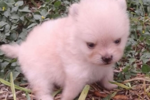 venta de cachorro