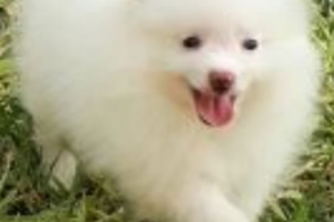 venta de cachorro