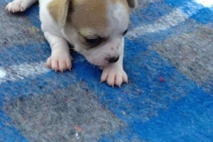 Chihuahueña hembra