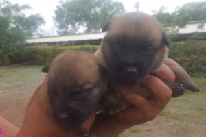 venta de cachorro