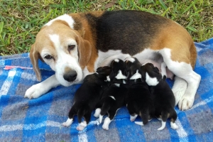 Beagles