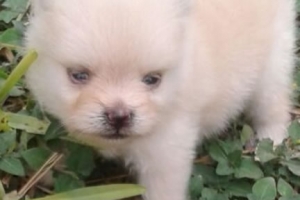venta de cachorro