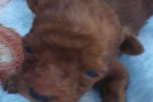 venta de cachorro